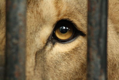 Close-up portrait of bird