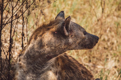 Close-up of a hyena