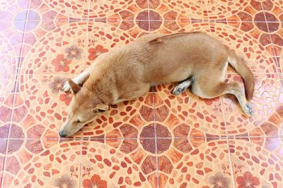 High angle view of dog sleeping on tiled floor