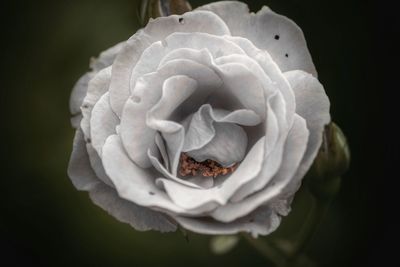 Close-up of white rose