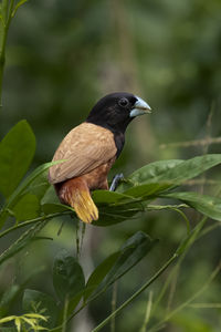 Chestnut Munia