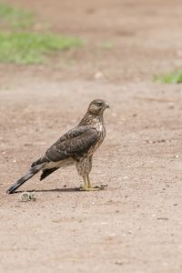 Close-up of bird perching on a field