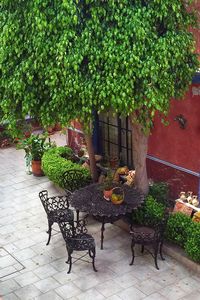 Potted plants on table