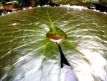 Close-up of raindrops on leaves