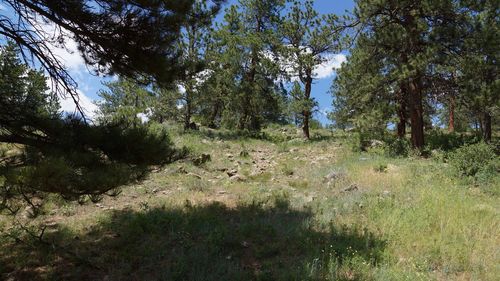 Scenic view of forest