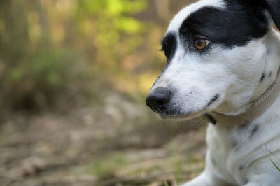 Close-up of dog looking away