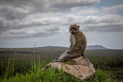 Monkey on a rock