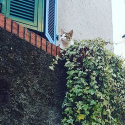 Cat sitting on wall