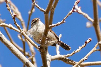 Low angle view of bird perching on tree