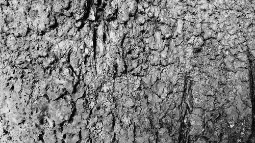 Full frame shot of tree trunk