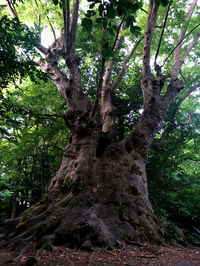 Low angle view of trees in forest