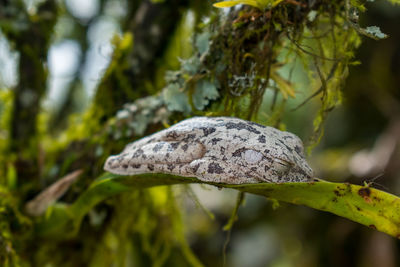 Close-up of lizard on tree