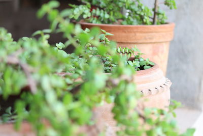 Close-up of potted plant