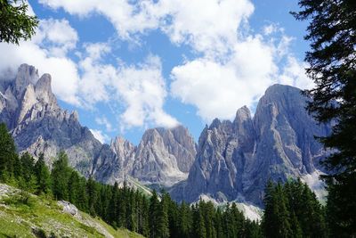 Panoramic view of pine trees against mountains