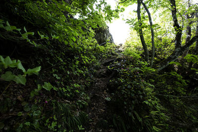 Trees growing in forest