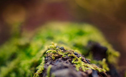 Close-up of moss growing on plant