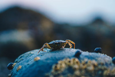 Close-up of insect on rock