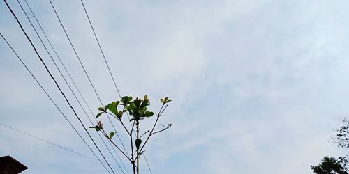 Low angle view of flowering plant against sky