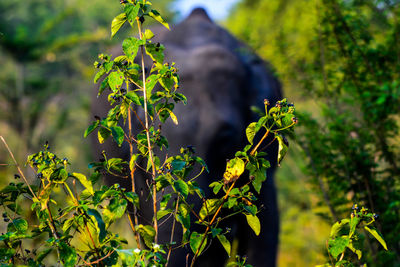 Close-up of fresh green leaves on field and elephant in background