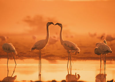 Birds in water against sky during sunset