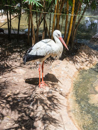 Side view of white stork by pond at zoo