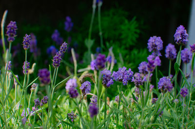 Close-up of purple flowering plants on field