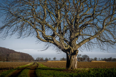 Tree on field against sky