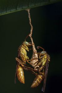 Unknown specie of wasps in ecuador