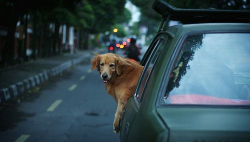 Dog looking through car on street