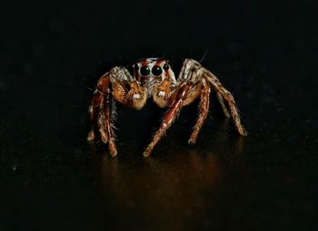 Close-up of spider against black background