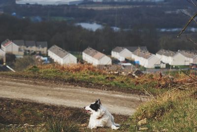 View of a dog on field