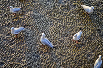 High angle view of seagulls