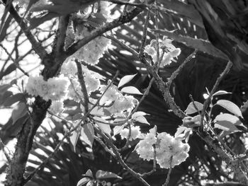 Close-up of snow covered plants