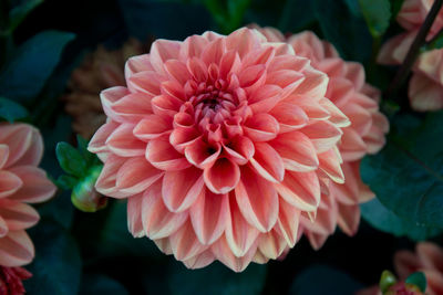 Close-up of pink dahlia