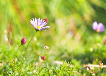 Close-up of pink flowering plant on field