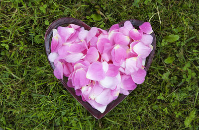 High angle view of pink flowers in park