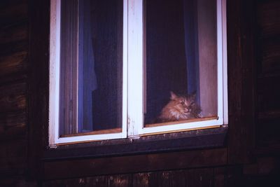 Cat sitting on window sill