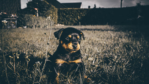 Dog looking away on field