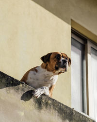 Dog standing in a window looking at the street. espinho, portugal