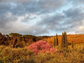 Plants growing on land against sky