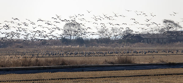 Flock of birds flying in the sky