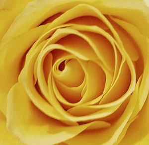 Macro shot of yellow rose blooming outdoors