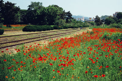 Red poppy flowers blooming on field against sky