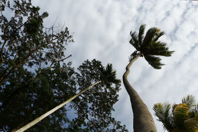 Low angle view of palm tree against sky