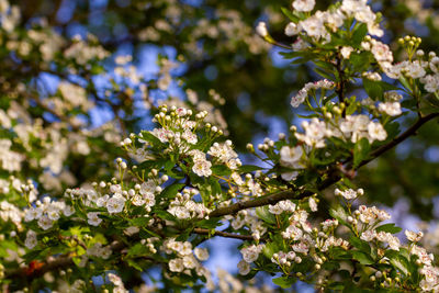 Close-up of white cherry blossom tree