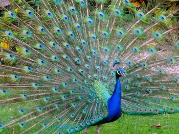 Close-up of peacock