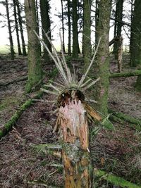 Man on tree in forest