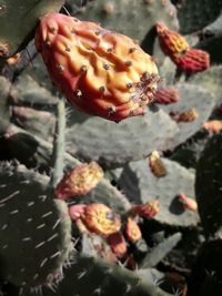 Close-up of cactus flower