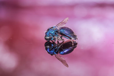 Close-up of butterfly
