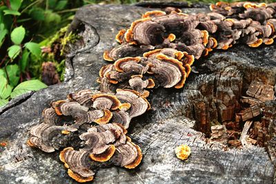High angle view of mushrooms on wood